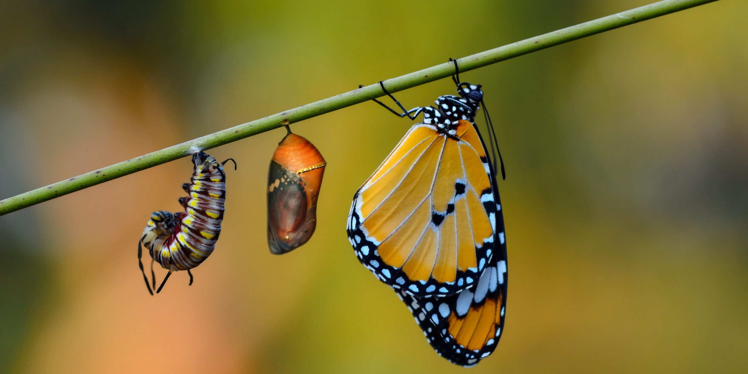 Pourquoi engager une transfo data driven ?